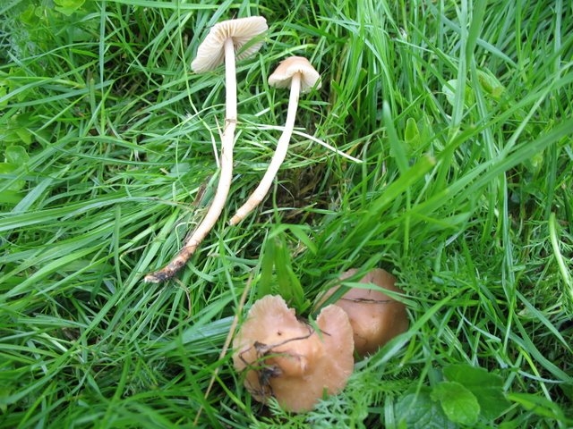 Marasme des oréades